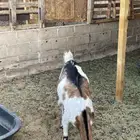 معزا جنوبيات