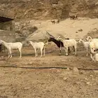 معزا عدد 12