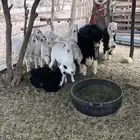 الرويضه بالعرض
