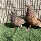 جوز مصري
