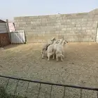 خرفان صفر نجران