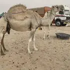 نياق ضرايب للبيع