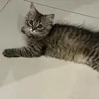 قط شيرازي للبيع