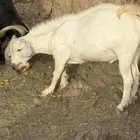 تيس فحل