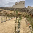 شتلات لوز احمر حنبل ضهيان