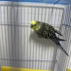 عصفور البادجي