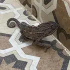 حرباء للبيع