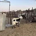 للبيع ضان طيبات