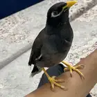 طائر المينا