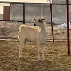 تيس بيشي من المراح نظيف على الشرط