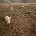 ارانب للبيع