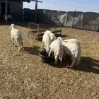 رخال وخرافان فاخر من الاخر مع نعجتين