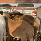 خرفان سواكن للبيع مرابي على السوم