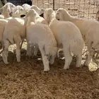 الطليان طيبه