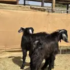 تيوس عوارض جذعان