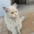 قطة اعتقد مفقودة