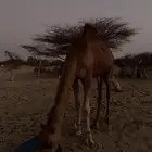 قعود لباني للبيع
