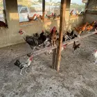 ديوك بلدي وفيومي 5 شهور