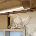 حمام فرنسي وبلدي ولوت للبيع