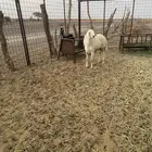 طلي حري مشروط (تم البيع)