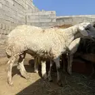 خروف سمين وفل شحم