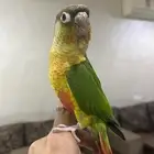 للبيع كنيور أليف