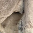 بكره ثنيه ملاقي