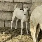 خرفان تيوس خرفي كبير صغير