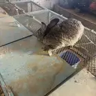 ارانب شنشلا ذكر وأنثى وأنتاجهم عدد اربعه حجم توب ومستو قوي