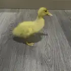 بطه صغيره 50 ريال مع القفص