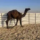 للبيع 4 قعدان مجاهيم