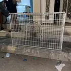 شبك كلاب قطاوه بتاع كلو على السوم