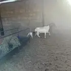شاة ساكنية وشاة بربرية للبيع
