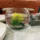 سمكة فايتر للبيع