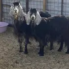 معزا عورض