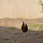 ديك بلدي العمر