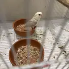 روز