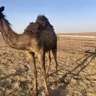 للبيع قعود