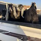 معزاء معزوله من الفحل مقرعهن اربع ثنيه والباقي سدس