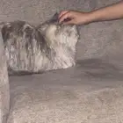 قطه للتبني