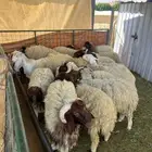 طليان نعيميات بالرياض