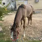 حصان شعبي العمرسنه وثلاث شهور