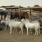 معزا بيشيات ( تم البيع )