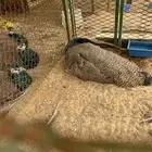 ذكر طاؤوس صغير ازرق