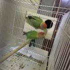 للبيع جوز روز مع بيض