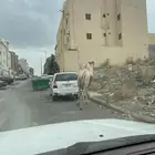 بعير فحل ضايع في المنسك