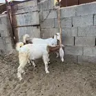 تيوس هولنديه للبيع