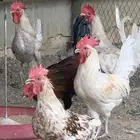 دجاج و ديوك للبيع