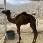 قعود ضيار