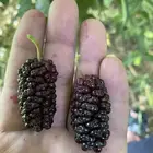 توت أيراني